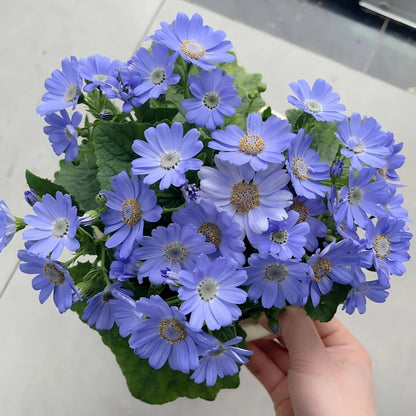 Cineraria Seeds-The Secret to a Garden Full of Color