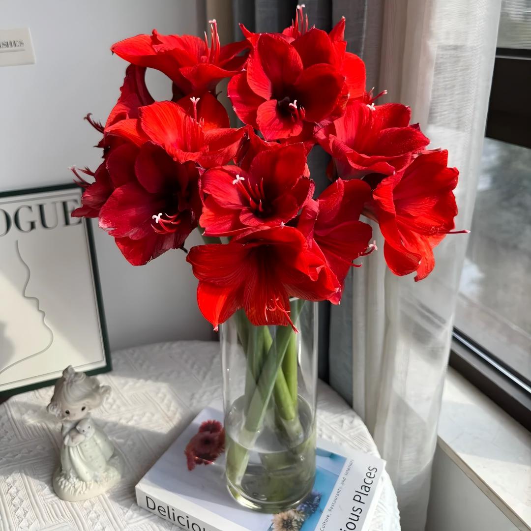Premium Dutch Amaryllis Bulbs
