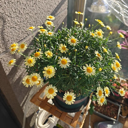 Marguerite Daisy Seeds-More Cuts, More Blooms