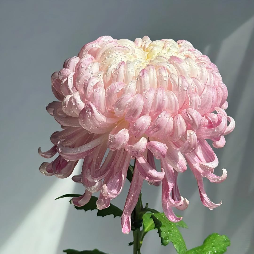 Double Bloom Chrysanthemum Seeds