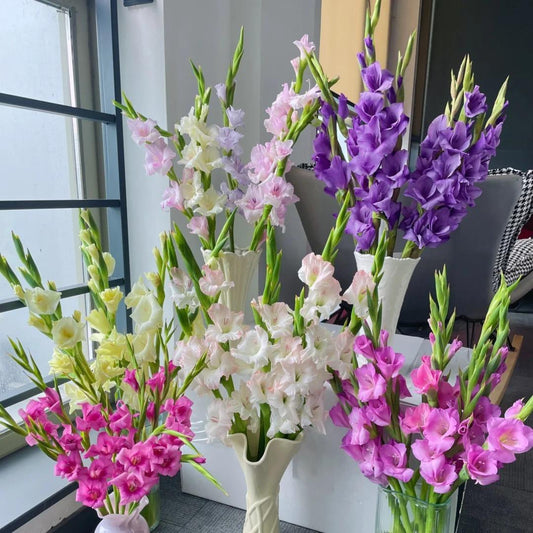 Gladiolus Bulbs-Perennial Cut Flower, Long Blooming, Easy to Grow