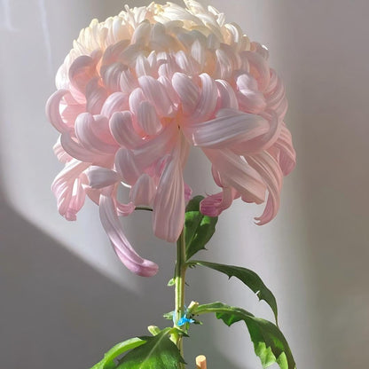 Double Bloom Chrysanthemum Seeds