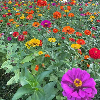 Mixed Color Zinnias Flower Seeds-Your Garden's Colorful Oasis