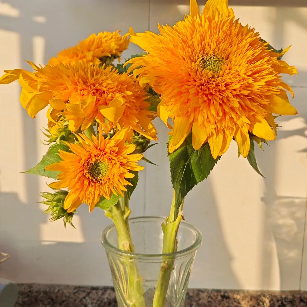Bring Warm, Happy Vibes with Teddy Bear Sunflowers 🌻