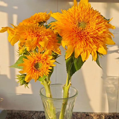 Bring Warm, Happy Vibes with Teddy Bear Sunflowers 🌻