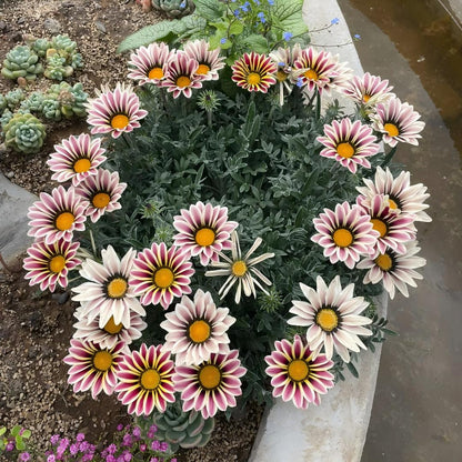 ☀️Gazania Seeds – Honor & Glory
