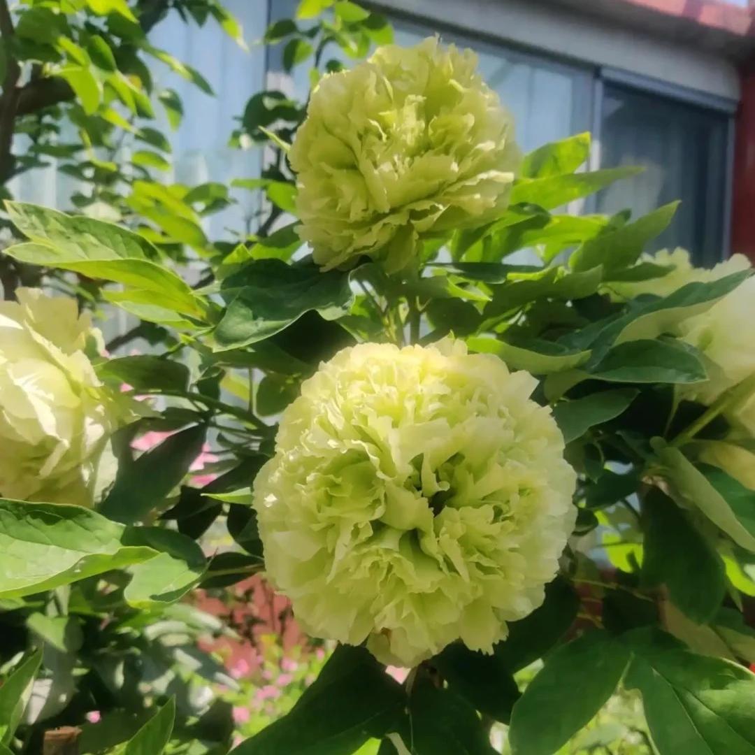 Peony Seeds–Huge Blooms Larger Than Your Face