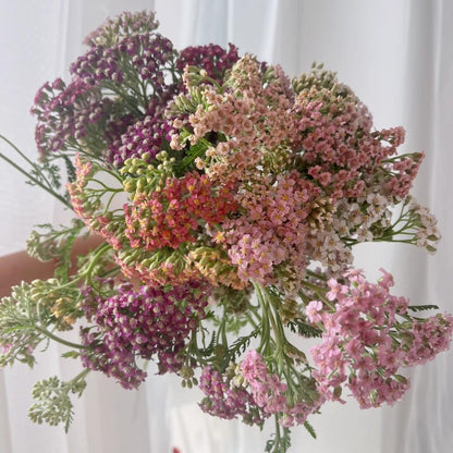 🌼 Yarrow Seeds – Peaceful Blooms to Heal Your Garden & Your Soul 🌿