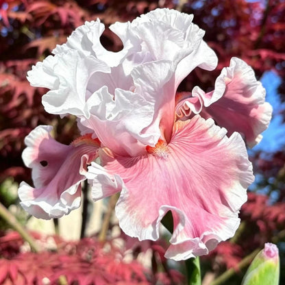 ⚜️German Bearded Iris Bulbs-Dramatic Ruffled Blooms•Lasting Perennial Beauty