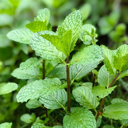 🌿Mint Seeds for Planting – Non-GMO Peppermint Seeds for Fresh Aroma & Everyday Wellness