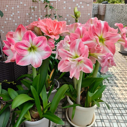 Premium Dutch Amaryllis Bulbs