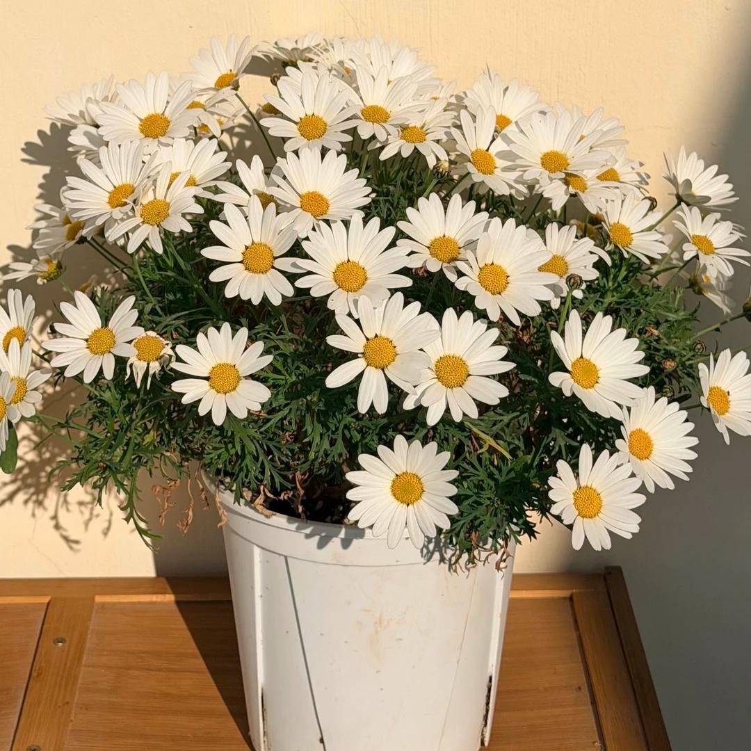 Marguerite Daisy Seeds-More Cuts, More Blooms