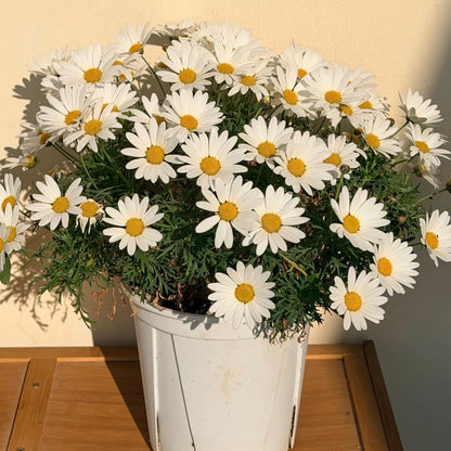 Marguerite Daisy Seeds-More Cuts, More Blooms