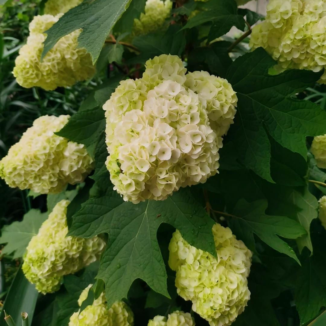 🍂Oakleaf Hydrangea Seeds-Four Seasons of Changing Beauty