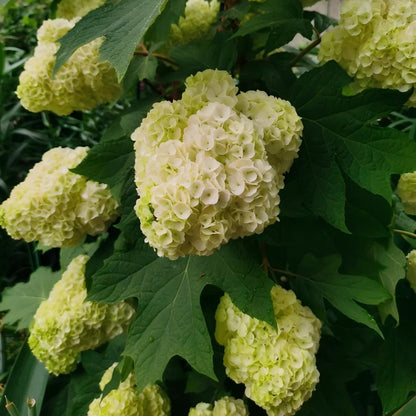 🍂Oakleaf Hydrangea Seeds-Four Seasons of Changing Beauty