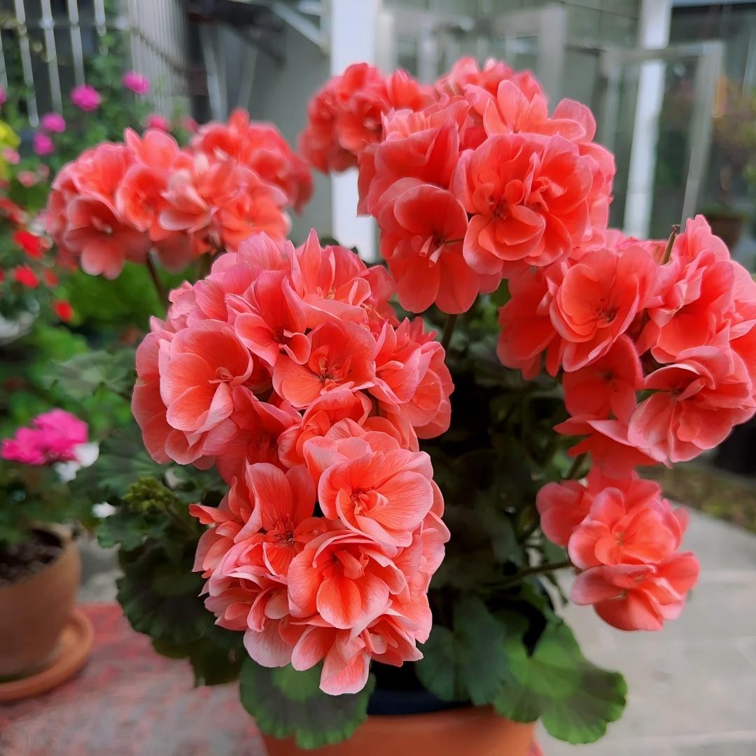 Geranium Seeds