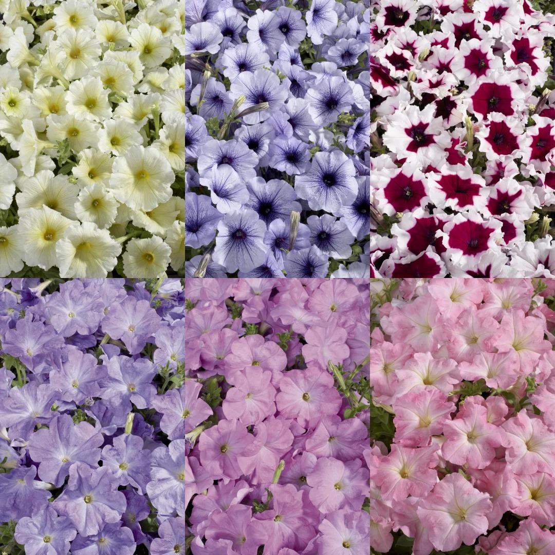 Dwarf Petunia Seeds for Pots, Baskets and Gardens🌸