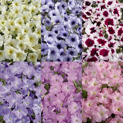 Dwarf Petunia Seeds for Pots, Baskets and Gardens🌸