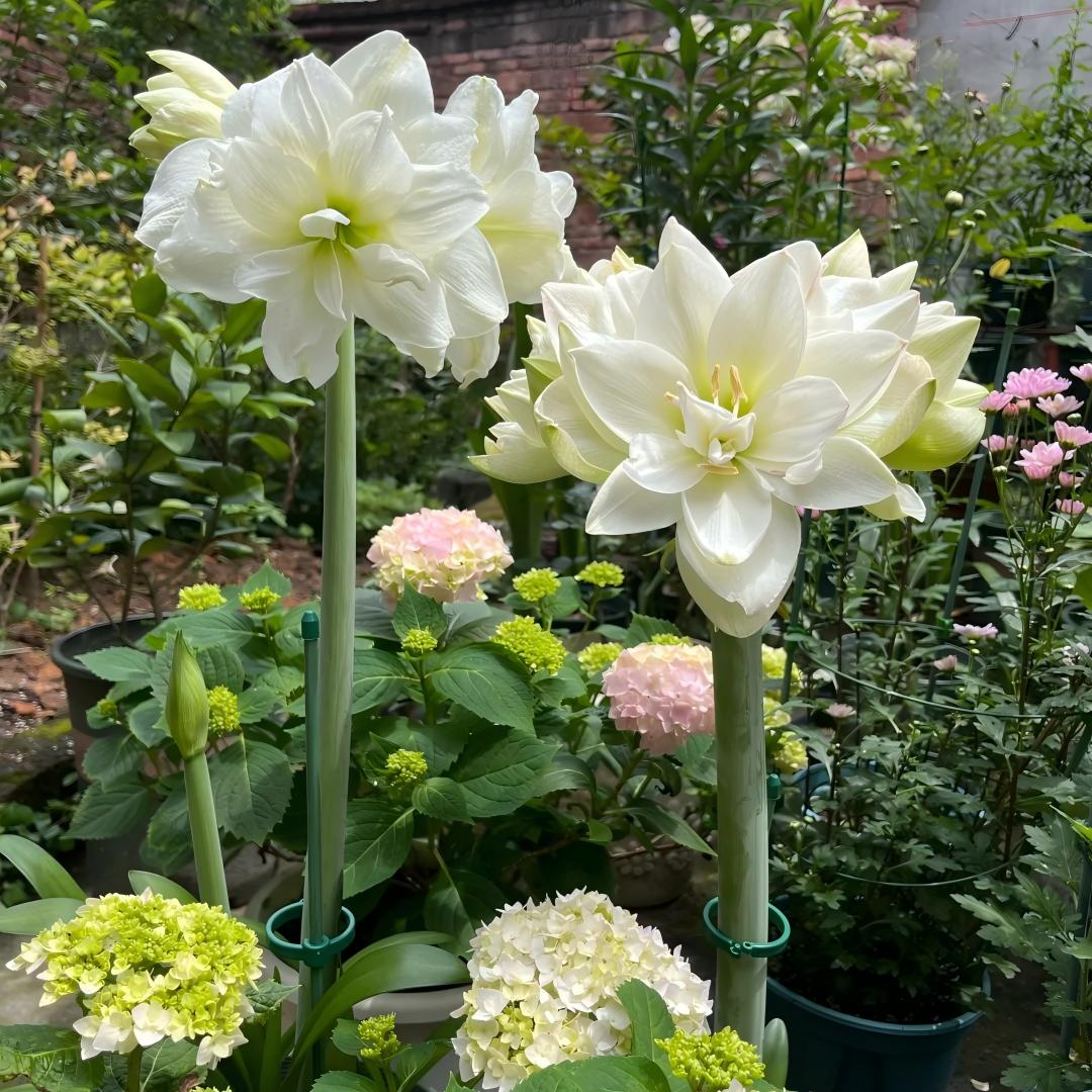 Premium Dutch Amaryllis Bulbs