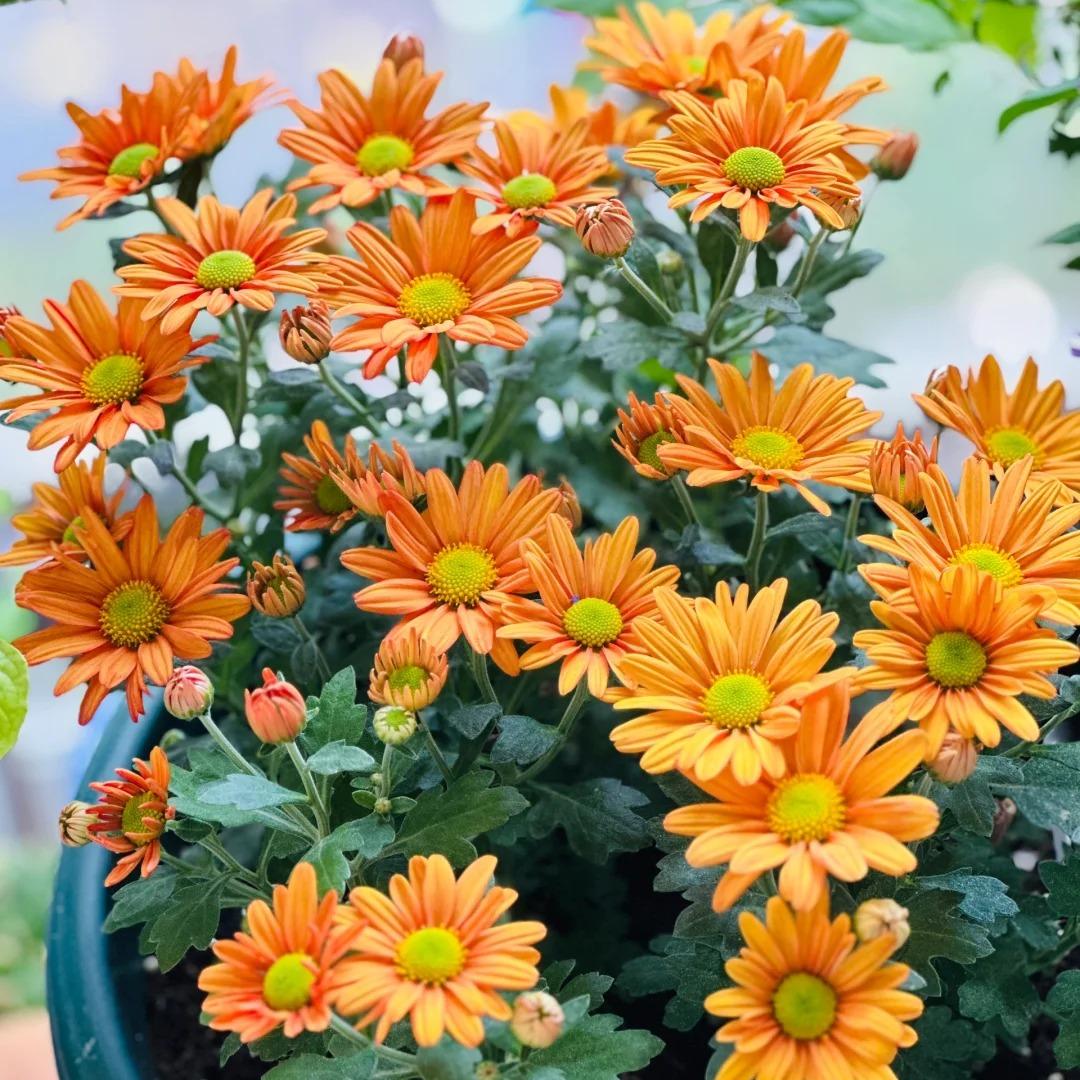 Marguerite Daisy Seeds-More Cuts, More Blooms