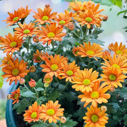 Marguerite Daisy Seeds-More Cuts, More Blooms