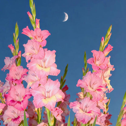 50% OFF🔥|Gladiolus Bulbs-Perennial Cut Flower, Long Blooming, Easy to Grow