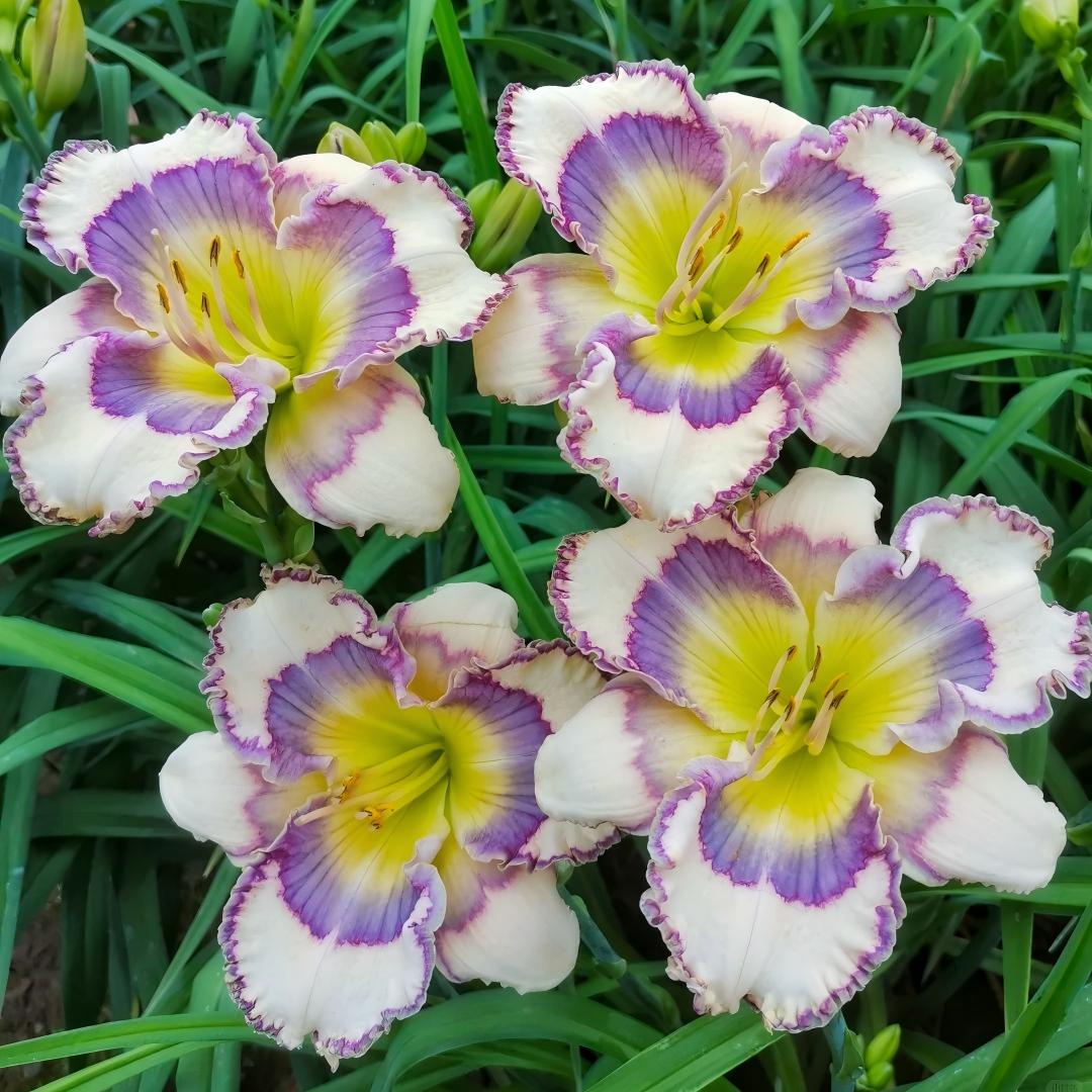 Large-Flowered Daylily Seeds-Big Bloom Garden Favorite