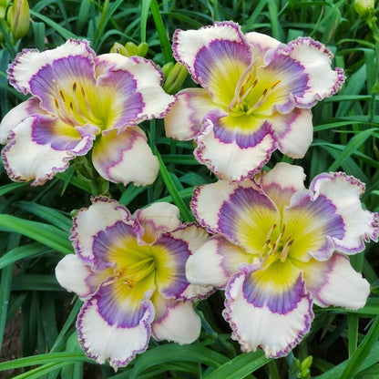 Large-Flowered Daylily Seeds-Big Bloom Garden Favorite