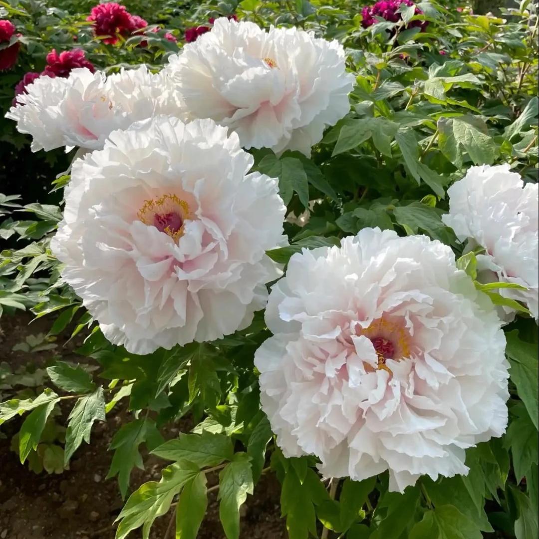 Peony Seeds–Huge Blooms Larger Than Your Face