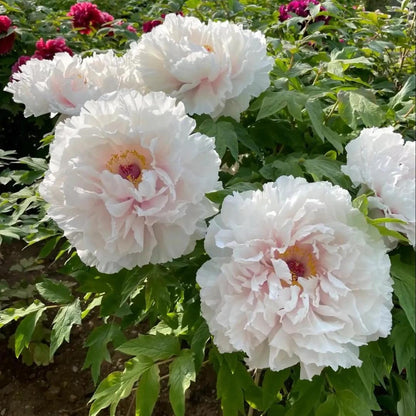 Peony Seeds–Huge Blooms Larger Than Your Face