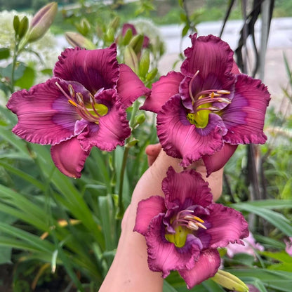 Large-Flowered Daylily Seeds-Big Bloom Garden Favorite