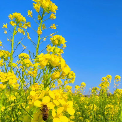 Multi-Color Canola Flower Seeds
