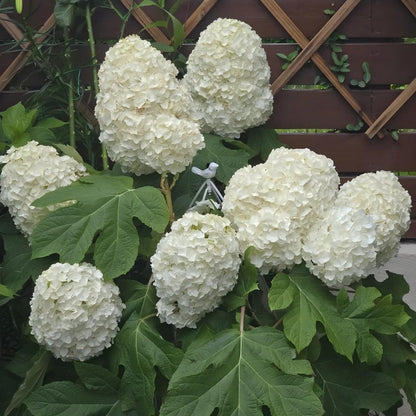 🍂Oakleaf Hydrangea Seeds-Four Seasons of Changing Beauty