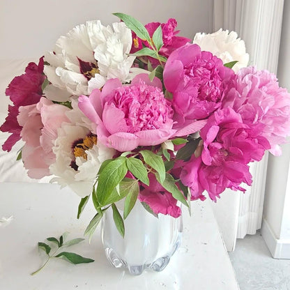 Peony Seeds–Huge Blooms Larger Than Your Face