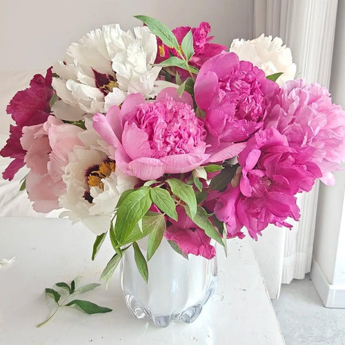 Peony Seeds–Huge Blooms Larger Than Your Face