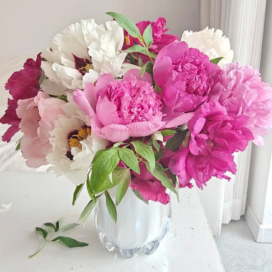 Peony Seeds–Huge Blooms Larger Than Your Face