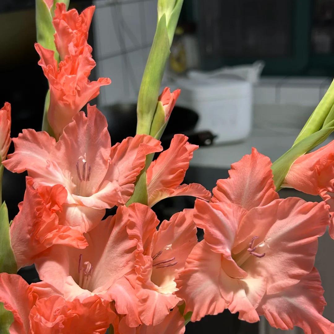 50% OFF🔥|Gladiolus Bulbs-Perennial Cut Flower, Long Blooming, Easy to Grow