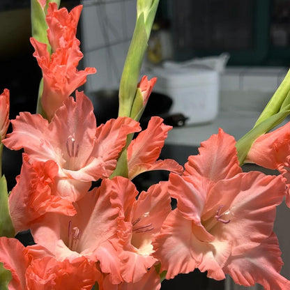 50% OFF🔥|Gladiolus Bulbs-Perennial Cut Flower, Long Blooming, Easy to Grow