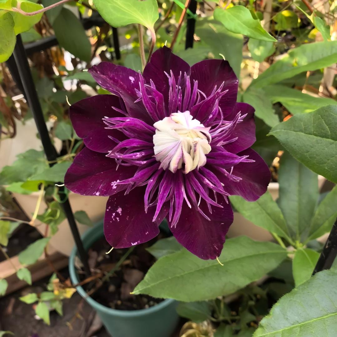 Rare 'Dark Magician’Clematis Seeds — Magic for Your Garden