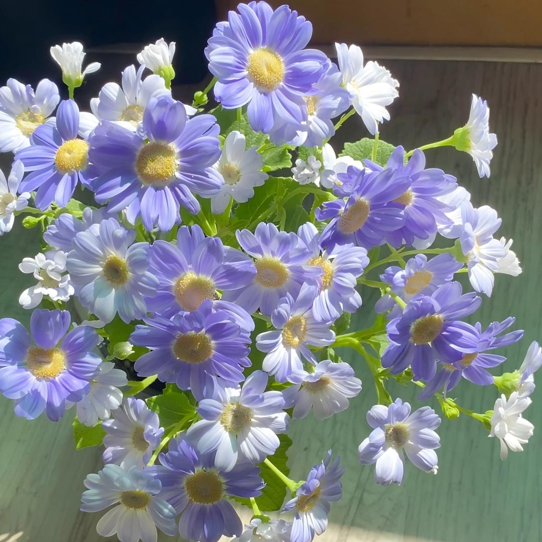Cineraria Seeds-The Secret to a Garden Full of Color