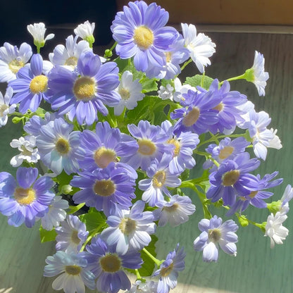 Cineraria Seeds-The Secret to a Garden Full of Color