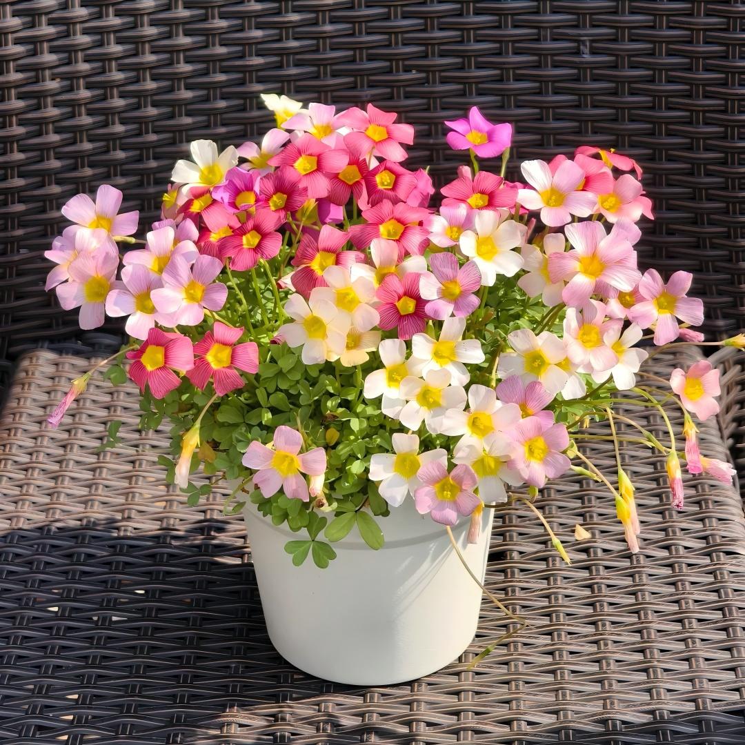 Rare Oxalis Collection — Tiny Seeds, Extraordinary Beauty