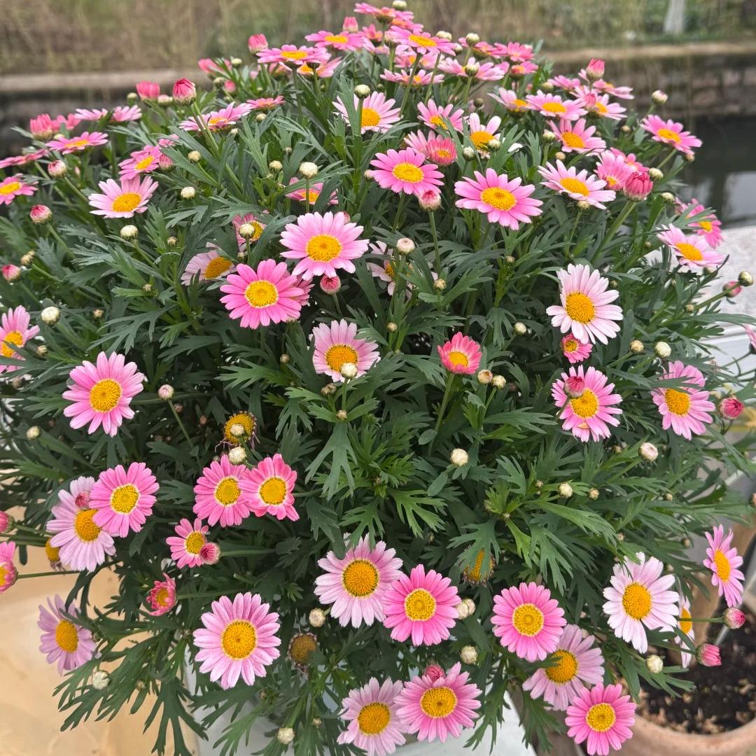 Marguerite Daisy Seeds-More Cuts, More Blooms