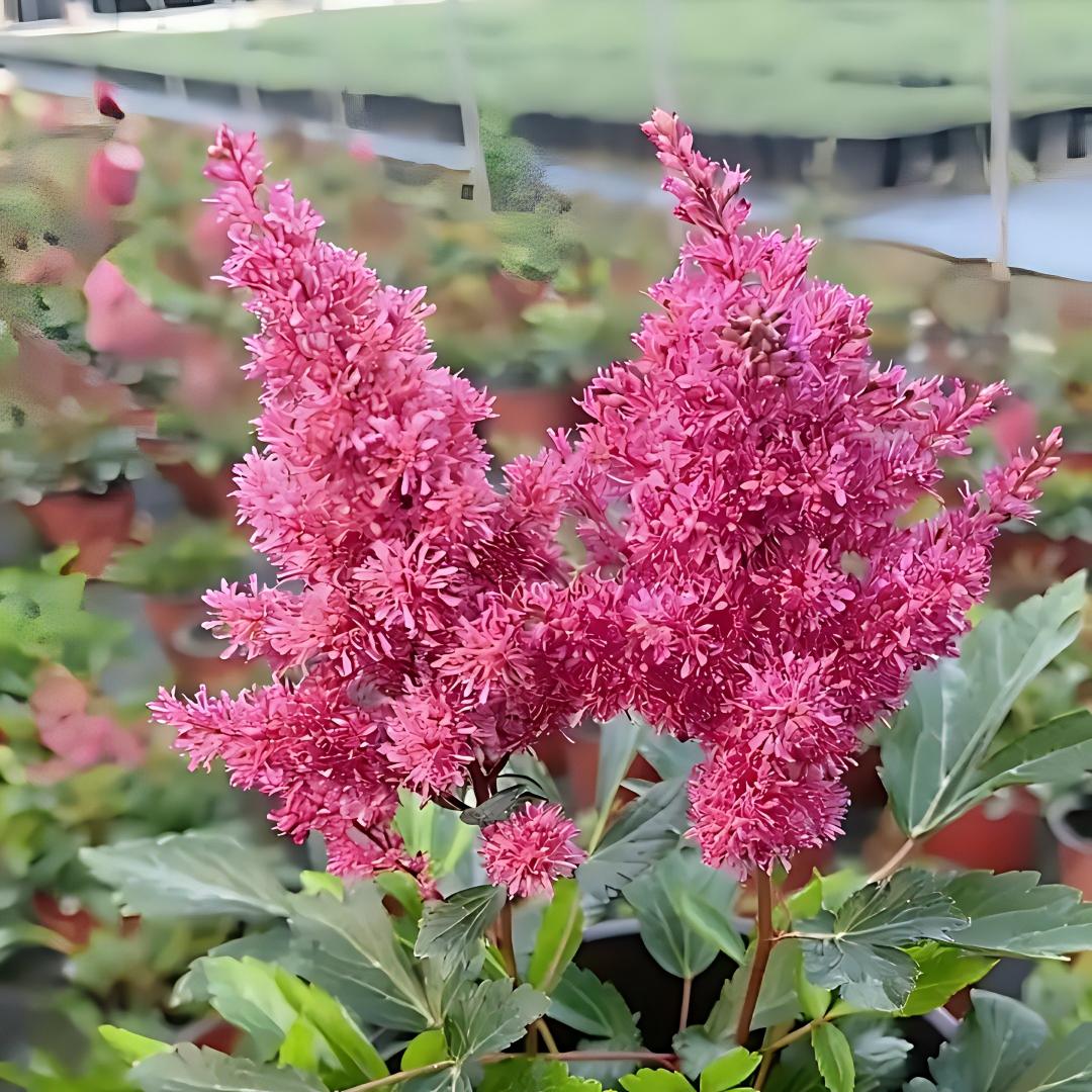 Astilbe Bulbs-Shade Loving Perennials