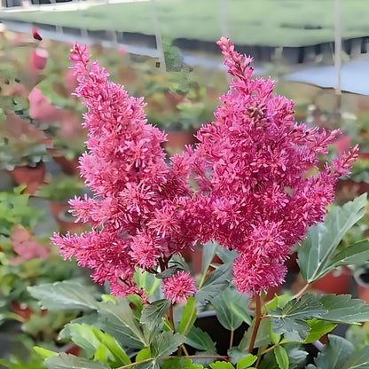 Astilbe Bulbs-Shade Loving Perennials