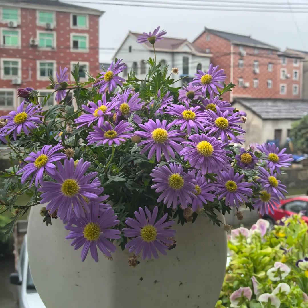 Marguerite Daisy Seeds-More Cuts, More Blooms