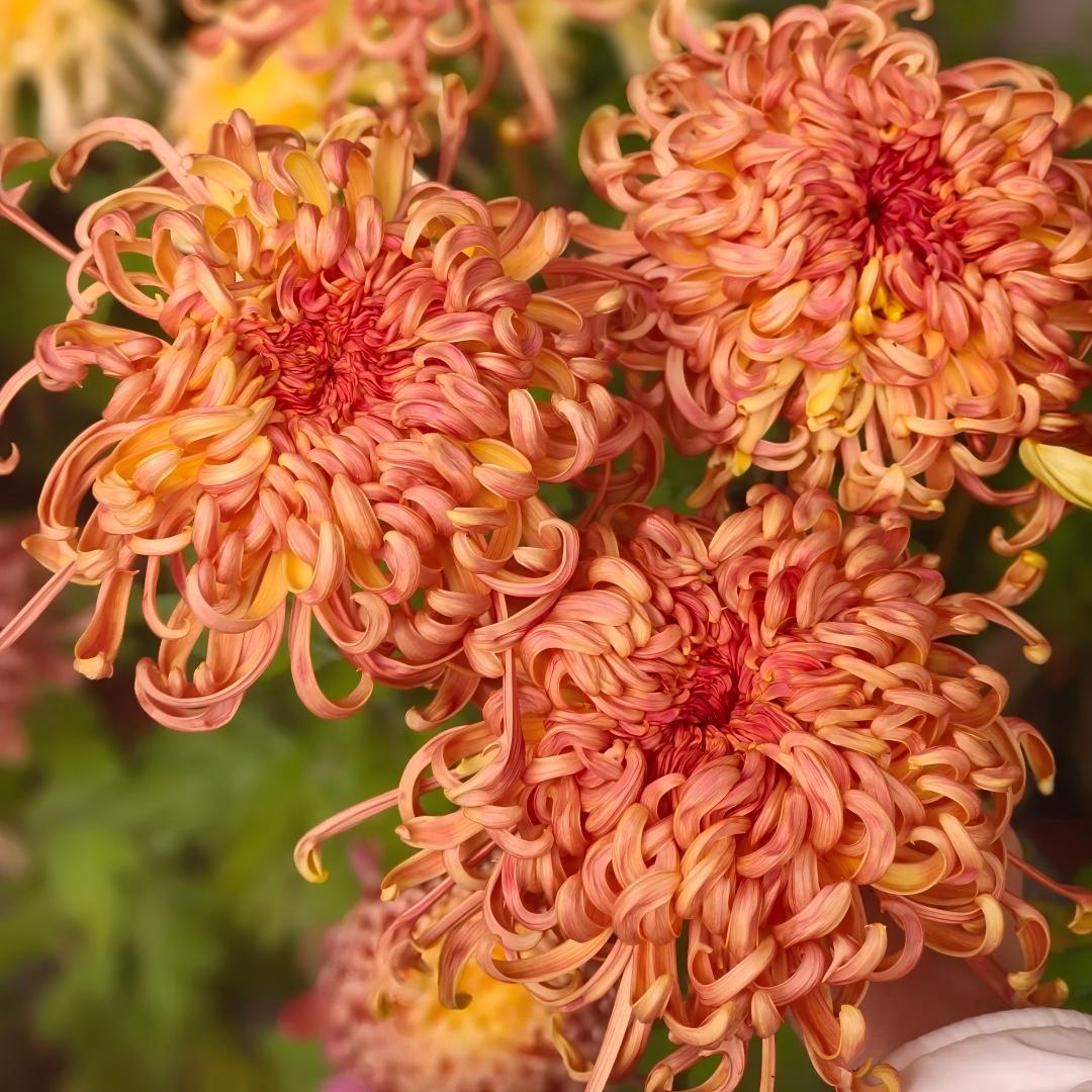 Double Bloom Chrysanthemum Seeds