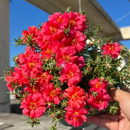 Your Happy Place Starts with Double-flowered moss rose🌈