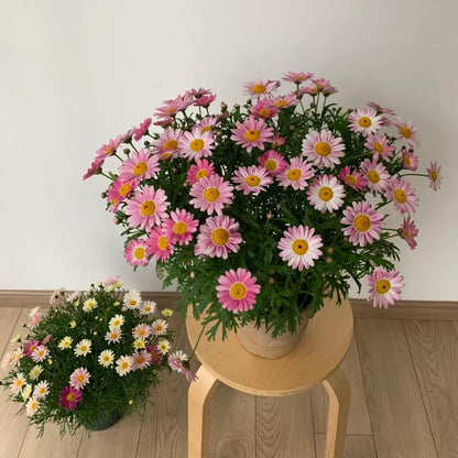 Marguerite Daisy Seeds-More Cuts, More Blooms