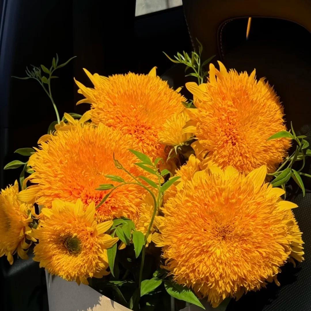 Bring Warm, Happy Vibes with Teddy Bear Sunflowers 🌻